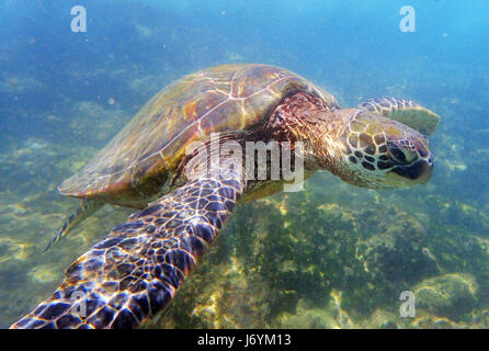 Una tartaruga verde nuoto della costa di Maui. Hawaii Foto Stock