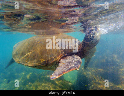 Una tartaruga verde nuoto della costa di Maui. Hawaii Foto Stock