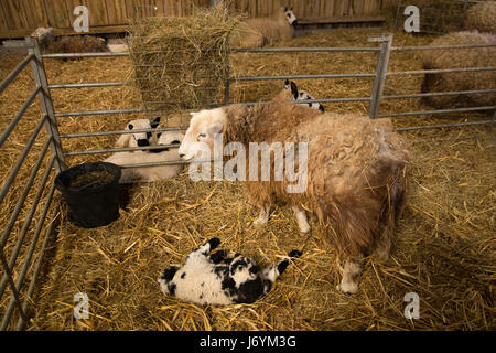 Regno Unito, Cornwall, St Austell, Pentewan, Lost Gardens of Heligan, rare Razza HERDWICK Pecora con agnello nel fienile Foto Stock