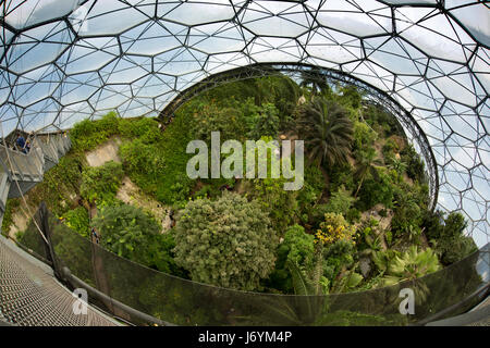 Regno Unito, Cornwall, St Austell, Bodelva, Eden Project, il Rainforest Biome, un ampio angolo di visione verso il basso dalla piattaforma sopraelevata Foto Stock