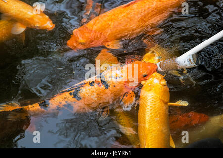 Alimentazione di Koi goldfish usando un biberon è molto popolare come forma di intrattenimento a Chengdu Cina Foto Stock