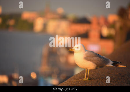 Seagull su una battuta, Stoccolma, Svezia Foto Stock