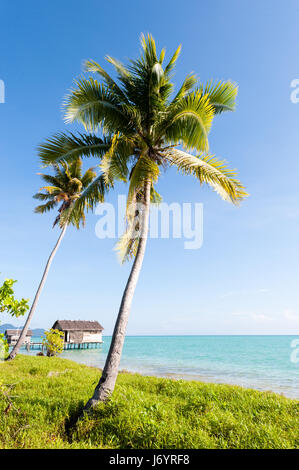 Palme sulla spiaggia, Semporna, Sabah, Malaysia Foto Stock