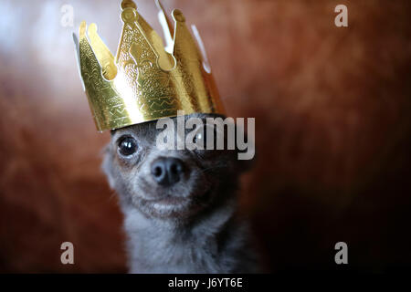 Chihuahua cane che indossa una corona d'oro Foto Stock