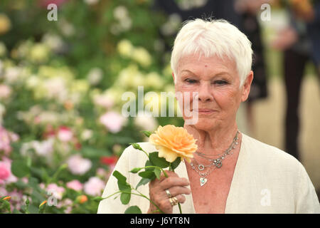 Dame Judi Dench detiene un rosa albicocca chiamato dopo di lei come si è lanciato da Shropshire produttore David Austin Roses durante l'anteprima di stampa di RHS Chelsea Flower Show presso il Royal Hospital Chelsea, Londra. Foto Stock