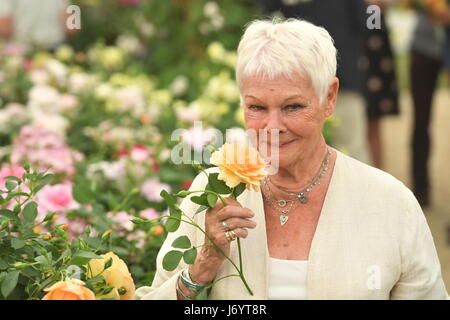 Dame Judi Dench detiene un rosa albicocca chiamato dopo di lei come si è lanciato da Shropshire produttore David Austin Roses durante l'anteprima di stampa di RHS Chelsea Flower Show presso il Royal Hospital Chelsea, Londra. Foto Stock