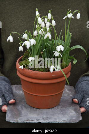 Snowdrops (Galanthus nivalis) underplanted con moss visualizzati in una pentola di terracotta portato dal giardiniere femmina per il posizionamento in giardino - Febbraio Foto Stock