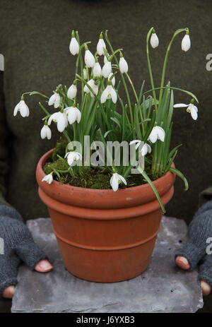 Snowdrops (Galanthus nivalis) underplanted con moss visualizzati in una pentola di terracotta portato dal giardiniere femmina per il posizionamento in giardino - Febbraio Foto Stock