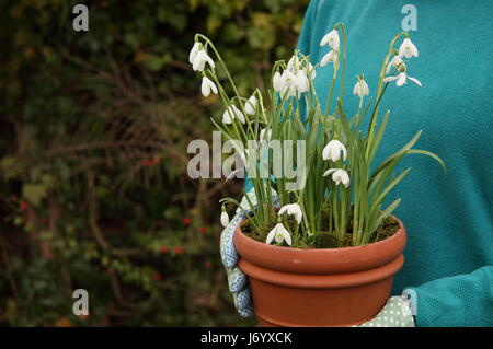 Snowdrops (Galanthus nivalis) underplanted con moss visualizzati in una pentola di terracotta portato dal giardiniere femmina per il posizionamento in giardino - Febbraio Foto Stock