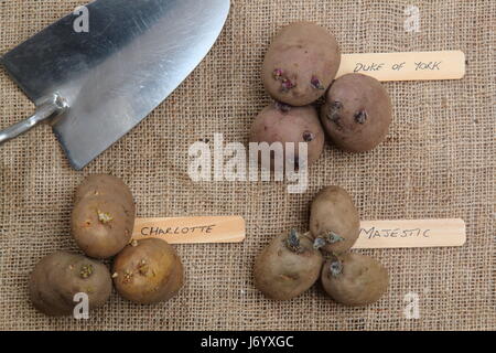 Varietà di tuberi seme di patate (primi 'Rosso Duca di York'; il secondo anticipo, 'Charlotte' e la coltivazione principale, 'Majestic') visualizzato sullo sfondo di Hesse Foto Stock