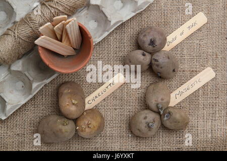 Varietà di tuberi seme di patate (primi, Rosso Duca di York; seconda precoce, Charlotte; maincrop, maestoso) ordinati per chitting in eggbox - su hessian Foto Stock