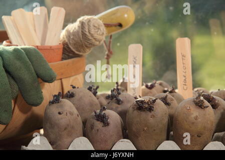 Tuberi seme di patate chitting in scatola per uova in luoghi chiusi sul luminoso e caldo davanzale per incoraggiare i germogli di forte prima di piantare fuori nel giardino inglese Foto Stock