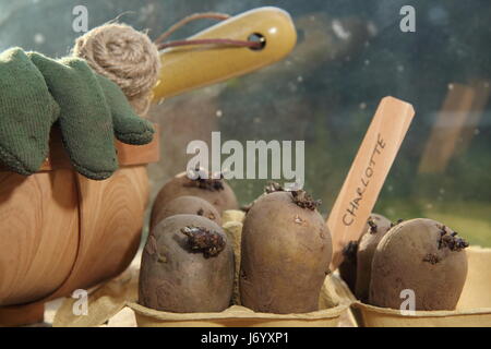 Tuberi seme di patate "Charlotte' varietà chitting in eggbox su caldo e soleggiato davanzale per incoraggiare i germogli di forte prima di piantare fuori nel giardino inglese Foto Stock