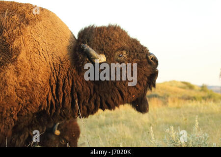 Un bisonte Americano chiamando nel badlands del North Dakota. Foto Stock