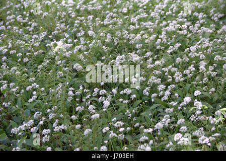 Campo di aglio selvatico fioritura Foto Stock