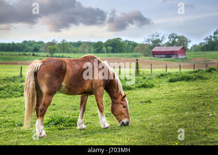 Cavallo al pascolo tranquillamente in un campo erboso su un Maryland Farm in primavera con granaio rosso in background Foto Stock