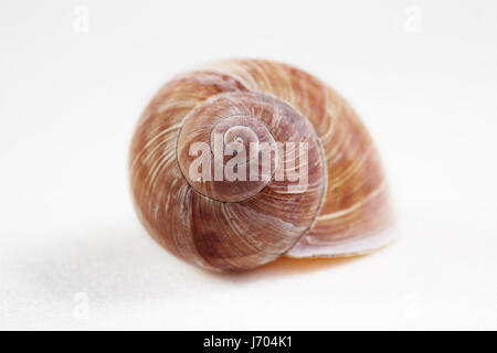 Lavello di Arianta arbustorum è una di medie dimensioni specie di lumache di terra, talvolta noto come la copse lumaca , un terrestrial pulmonate mollusco gasteropode in Foto Stock