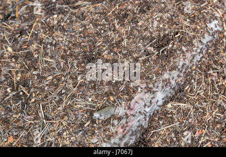 Forest formiche in un formicaio closeup Foto Stock