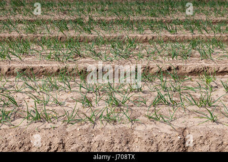 Un campo di cipolle crescente piantato in profondi solchi Foto Stock