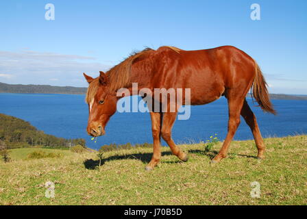 Cavallo di piante e fiori libertà libertà vista prospettica di outlook vista Foto Stock