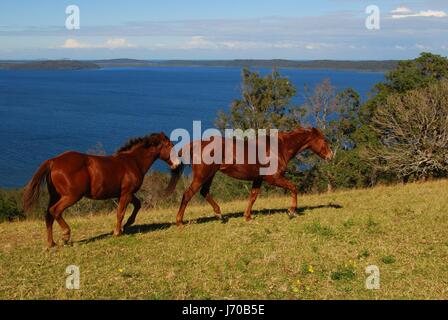 Australia cavallo cavalli libertà sale liberty acqua oceano mare blu acqua cavallo Foto Stock