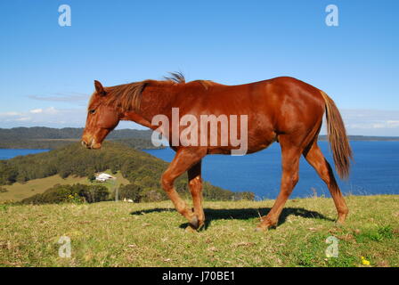 Costruzione casa cavallo australia libertà sale liberty acqua oceano mare blu acqua Foto Stock