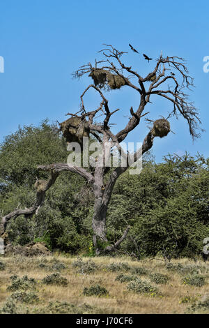 La Namibia, il parco nazionale di Etosha, Etosha NP Foto Stock