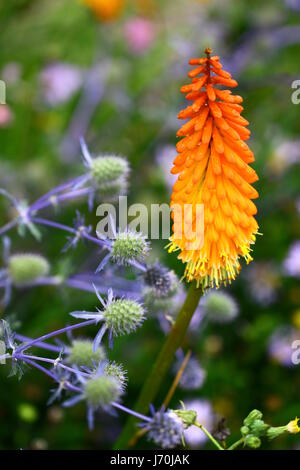 Piante e fiori fiori di cardo nobile composizione di piante e fiori di colore verde Foto Stock