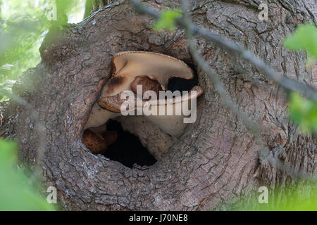 Il fungo cresce dentro una struttura ad albero Foto Stock