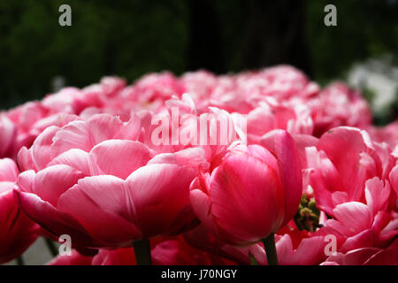 Tulip 'claudia fiori a giardini Keukenhof Foto Stock