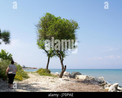 Alberi sul litorale sul percorso al Mitsis Roda Beach Hotel, Roda, Corfù, Grecia Foto Stock