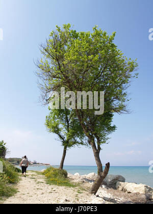 Alberi sul litorale sul percorso al Mitsis Roda Beach Hotel, Roda, Corfù, Grecia Foto Stock