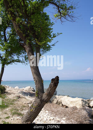 Alberi sul litorale sul percorso al Mitsis Roda Beach Hotel, Roda, Corfù, Grecia Foto Stock