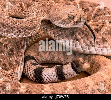 La western diamondback rattlesnake o Texas diamond-back è un infame rattlesnake delle specie che si trovano nel sudovest degli Stati Uniti e del Messico. È Foto Stock