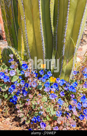 Fencepost messicano cactus è un alto cactus con trunk colonnare che crescono lentamente a 12 piedi (3,7m) e può arrivare fino a 20 piedi (6,1 m) in altezza. Alla sua base Foto Stock