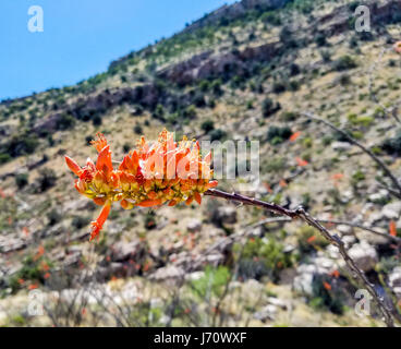 Ocotillo bloom. Fouquieria splendens (comunemente noto come ocotillo) viene anche chiamato coachwhip, candlewood, slimwood, deserto coral, bastone di Giacobbe, Giacobbe c Foto Stock