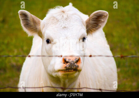 Vacca affamati in cerca di cibo Foto Stock