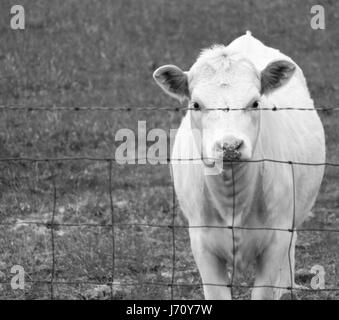 Vacca affamati in cerca di cibo Foto Stock