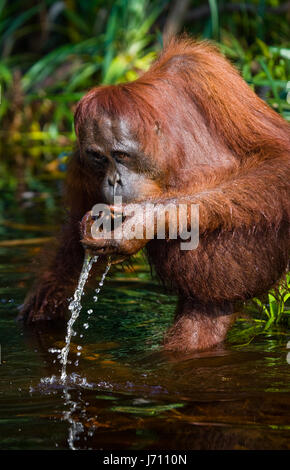 Orango acqua potabile dal fiume nella giungla. Indonesia. L'isola di Kalimantan (Borneo). Foto Stock