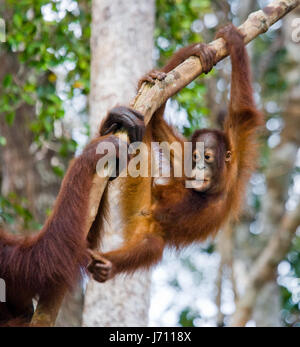Un bambino di orangotango in natura. Indonesia. L'isola di Kalimantan (Borneo). Foto Stock