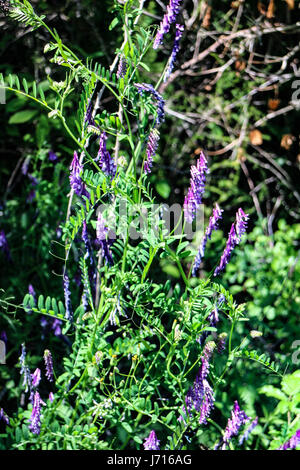 Vicia villosa Foto Stock