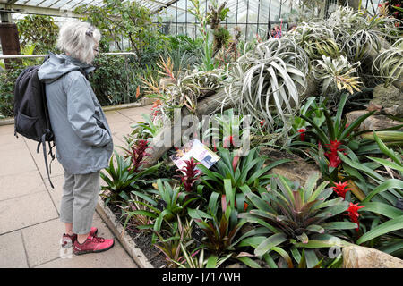 Un senior donna con capelli argento legge il bromeliad informazioni pannello in principessa di Galles Conservatorio a Kew Gardens, Londra UK KATHY DEWITT Foto Stock