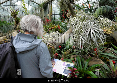 Un senior donna con capelli argento legge il bromeliad informazioni pannello in principessa di Galles Conservatorio a Kew Gardens, Londra UK KATHY DEWITT Foto Stock