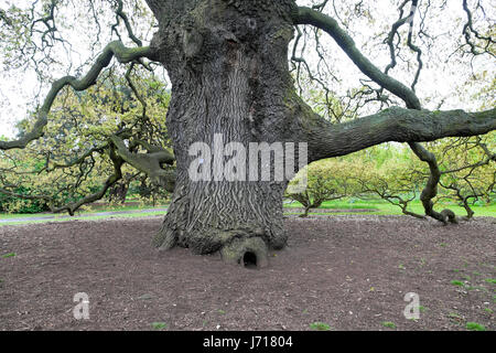 Grande quercia Lucombe Quercus x hispanica 'Lucombeana' quercia spagnola quercia tacchino piantato nel 1773 che cresce in primavera Kew Gardens, Londra UK KATHY DEWITT Foto Stock