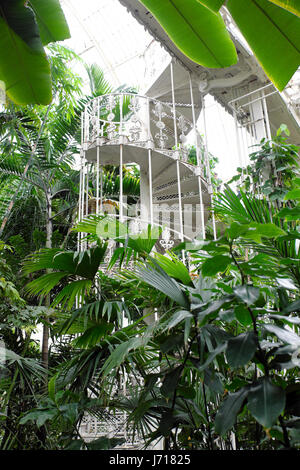 Scala a chiocciola vittoriana in ferro ornamentale e piante tropicali all'interno di Palm House a Kew Gardens a Londra Inghilterra Regno Unito Gran Bretagna KATHY DEWITT Foto Stock