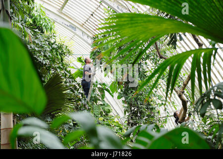 Giardiniere lavoro potatura arrampicata piante su scala alto vicino al tetto all'interno del giardino d'inverno Palm House a Kew Gardens, Londra UK KATHY DEWITT Foto Stock