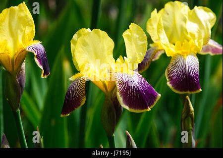 Bellissimo fiore giallo tall barbuto iride fiori Foto Stock
