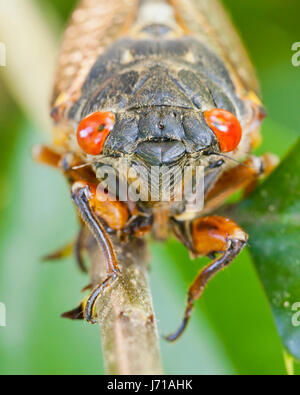 La covata X cicala Magicicada () close up, Maggio 2017 - Virginia STATI UNITI D'AMERICA Foto Stock