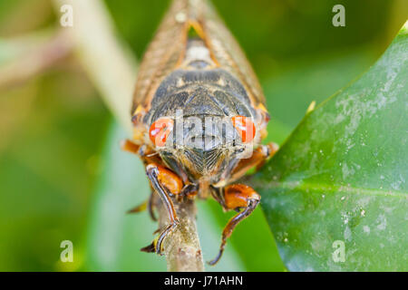 La covata X cicala Magicicada () close up, Maggio 2017 - Virginia STATI UNITI D'AMERICA Foto Stock