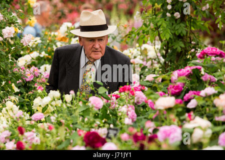 Londra, Regno Unito. 22 Maggio, 2017. L'uomo ammirando le rose di David Austin Roses. Premere il tasto giorno al 2017 RHS Chelsea Flower Show che si apre al pubblico domani. Credito: Immagini vibranti/Alamy Live News Foto Stock